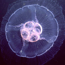 Cnidaria